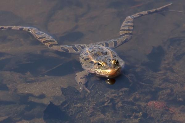 leopard frog resting in shallow water with back legs extended