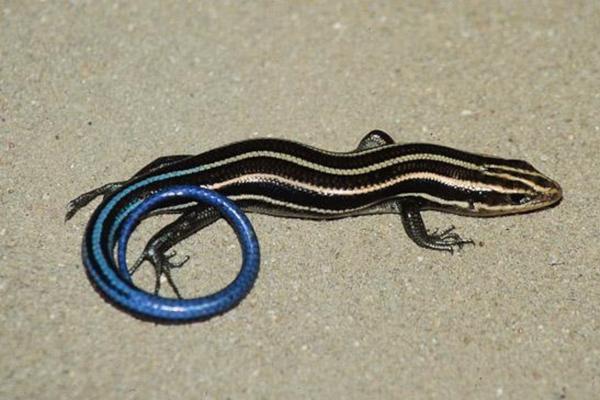 Five-lined skink with a bright blue tail
