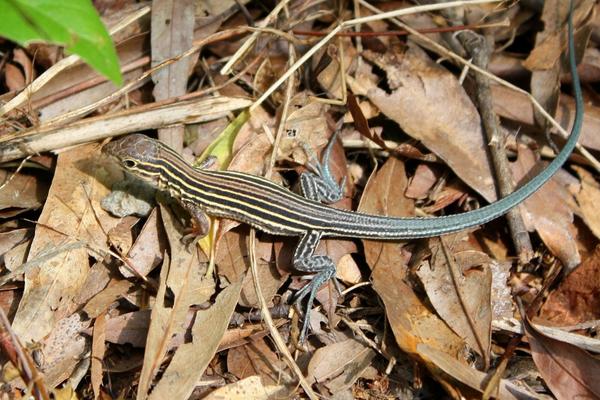 Six-lined racerunner resting in dried leaves