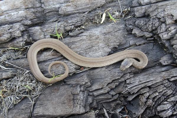 DeKay's brownsnake resting on a fallen log