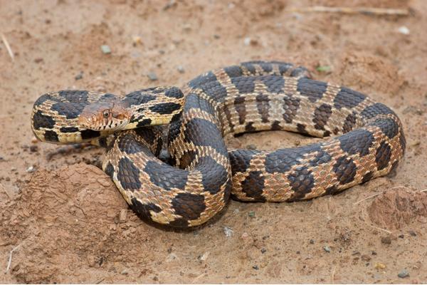 photo of foxsnake coiled up and resting on soil