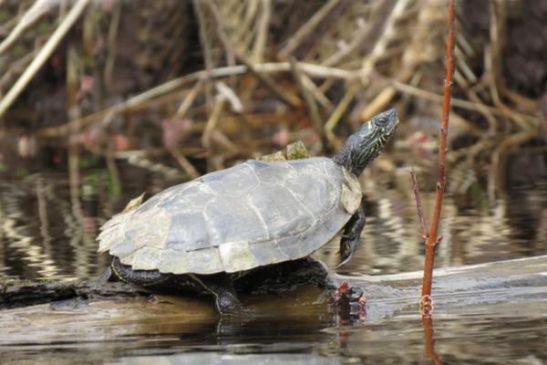 false map turtle resting on a floating log