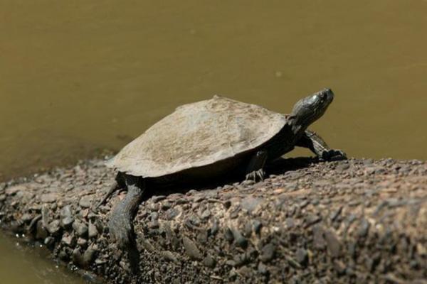 southern map turtle basking on a floating log