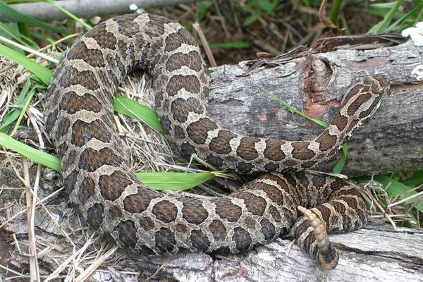 photo of massasauga resting on a fallen log