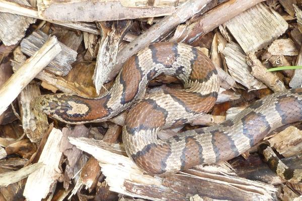 photo of milksnake that is very camouflaged against a background of woodchips