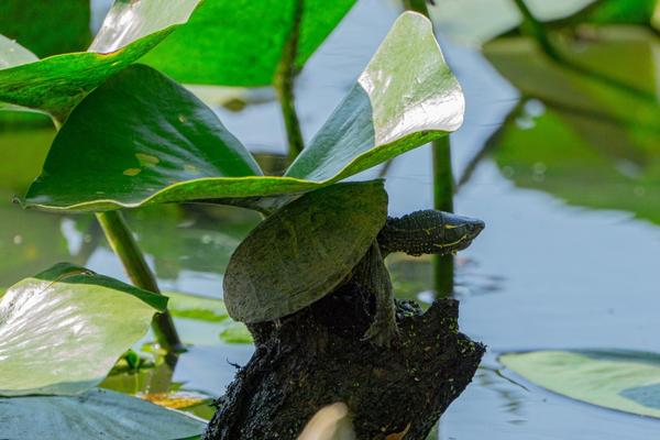 musk turtle perched on a stump under the large leaf of an aquatic plant