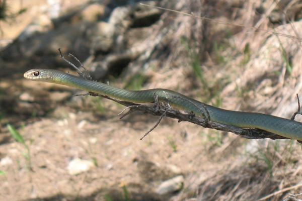 photo of blue racer resting on a tree branch