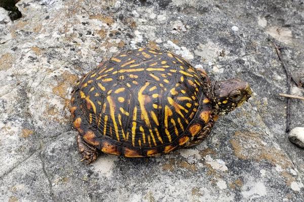 ornate box turtle resting on a rock