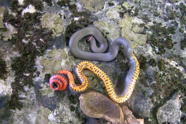 photo of ring-necked snake on a lichen-covered rock with the back half of its body showing off the brightly-colored underbelly