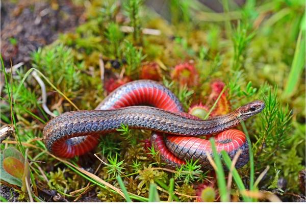 photo of red-bellied snake on a bed of moss, showing off its red belly