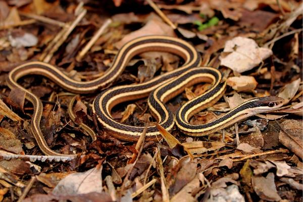 long, skinny eastern ribbonsnake resting on dried leaves