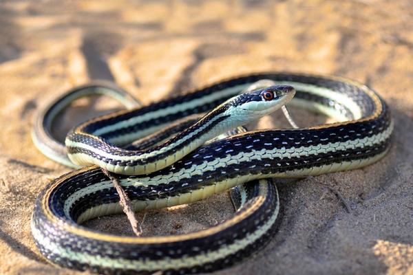 western ribbonsnake resting on sand