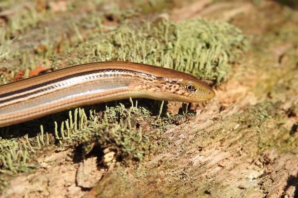 slender glass lizard by frankf (CC BY-NC) slender glass lizard moving through grass