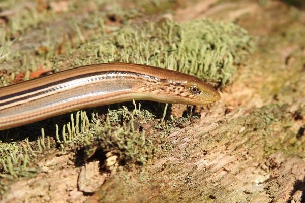 slender glass lizard moving through grass