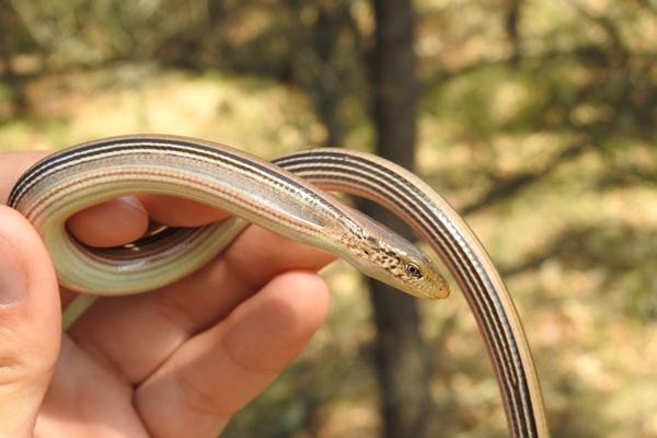 slender glass lizard being held by a person