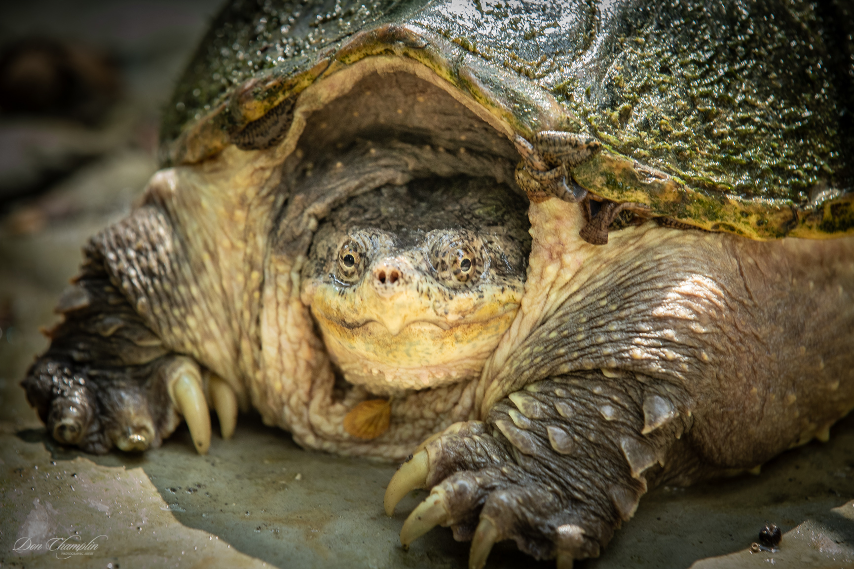 closeup of a snapping turtles head and front legs