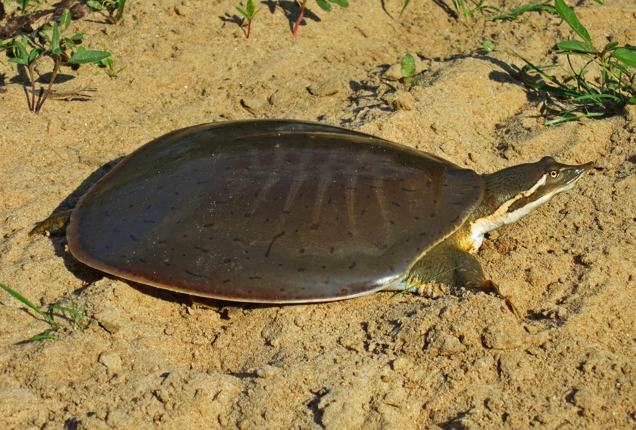 smooth softshell turtle resting on sand