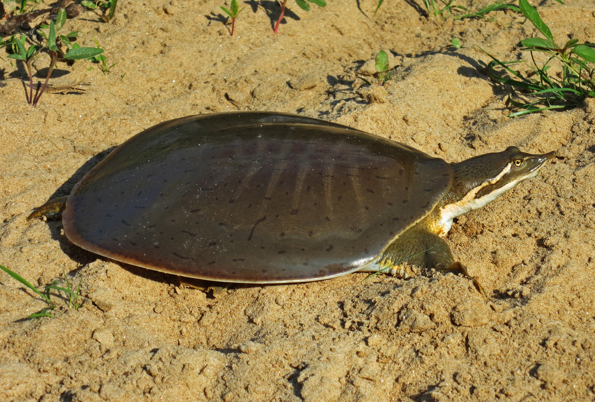 smooth softshell turtle by Peter Paplanus (CC-BY_ smooth softshell turtle resting on sand