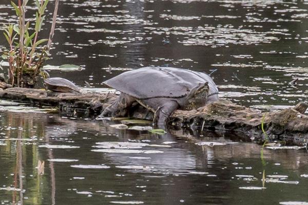 spiny softshell turtles basking on fallen log