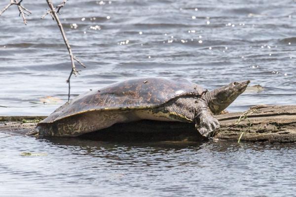 spiny softshell turtle basking on floating log