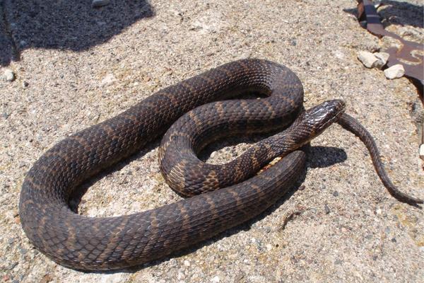 watersnake by Erica Hoaglund (MNDNR) photo of common watersnake basking on a rock