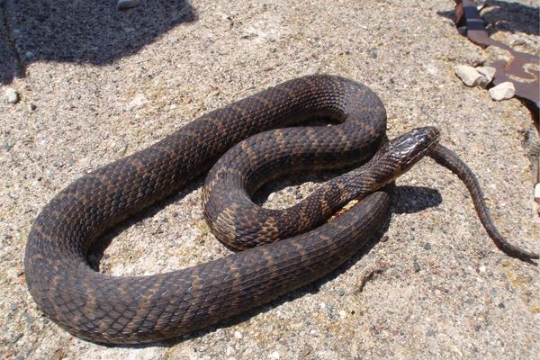 photo of common watersnake basking on a rock