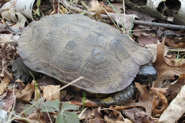 wod turtle resting on forest floor