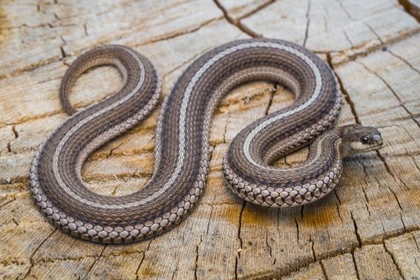 photo of lined snake resting on a tree stump