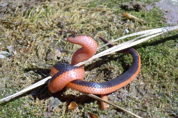 western wormsnake wrapped around a twig