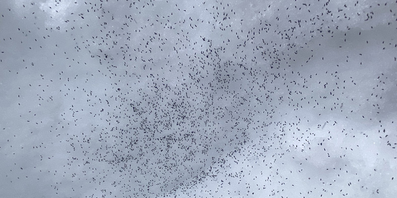 photograph of snow peppered with thousands of tiny dark snow fleas