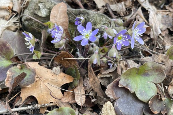 round-lobed hepatica's light purplish-blue flowers blooming in a woodland