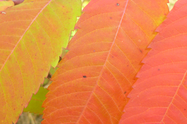 photo of three staghorn sumac leaflets displaying three shades of red and orange