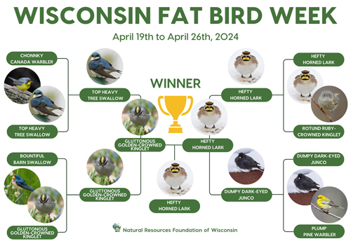 graphic showing the fat birds in the competition. It is designed like a bracket used for sports