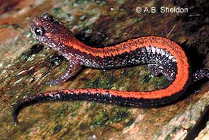 Red-backed Salamander Red-backed Salamander