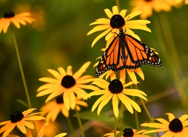 Monarch butterfly on Black-Eyed Susans