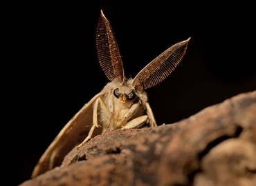 photo of spongy moth showing feathery antennae