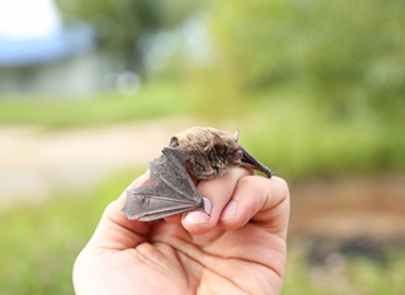 Little bat on a hand