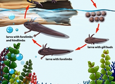 Graphic of salamander life cycle