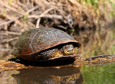 Blanding's Turtle on a log