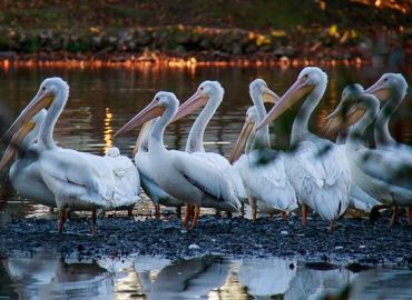 White pelicans on edge of water