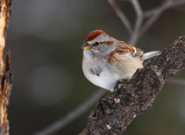 American Tree Sparrow on a tree branch