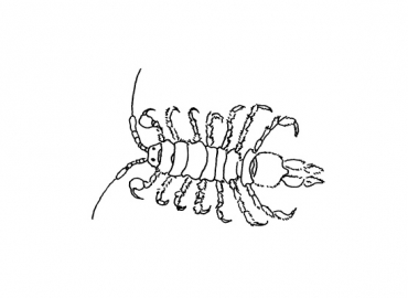 illustration of an aquatic sowbug
