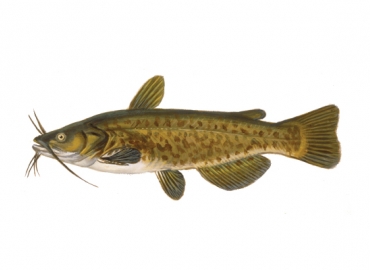 illustration of a brown bullhead by Virgil Beck