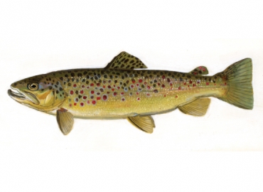 illustration of brown trout by Virgil Beck