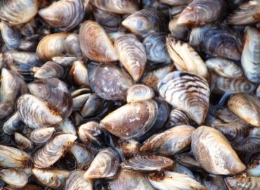 a huge pile of zebra mussel shells