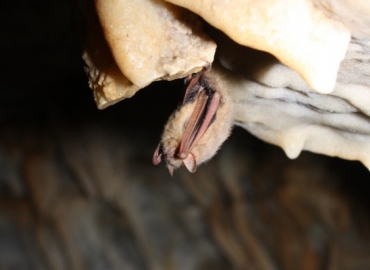 photo of tricolored bat hanging from ceiling of cave