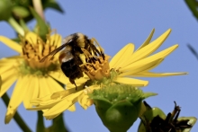 photo of rusty patched bumblebee on a yellow flower by jdrol (CC BY-NC 4.0)